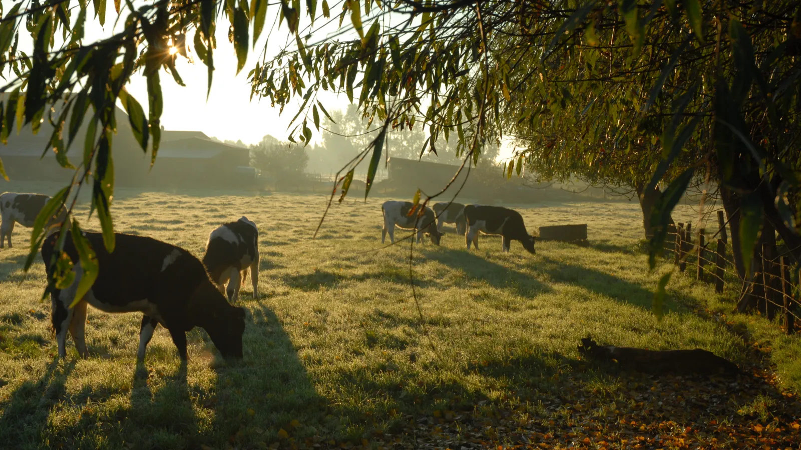 Herbstimpressionen Niederrhein