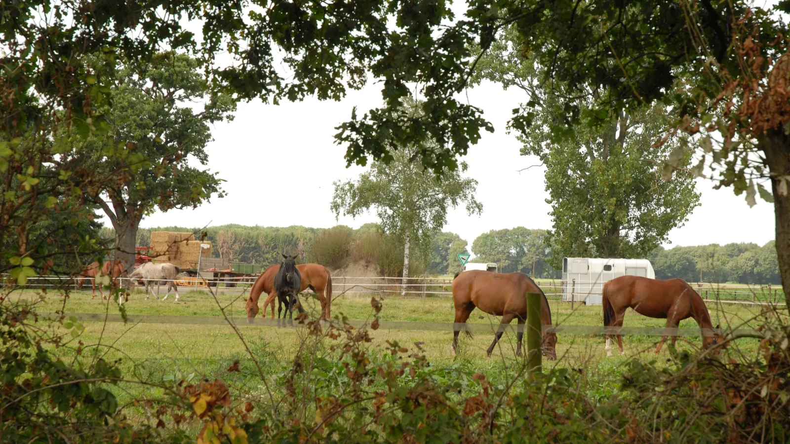 Sommerimpressionen Niederrhein