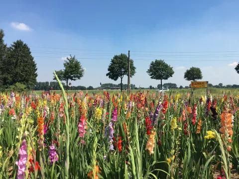 Gladiolenfeld bei Schiefbahn  