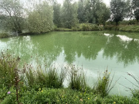 Blaualgensituation Wekelner See 09 2024