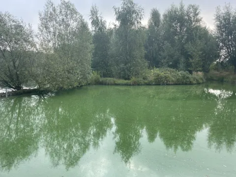 Blaualgensituation Wekelner See 09 2024