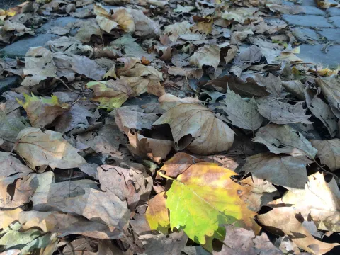Herbstlaub in Sonne Symbolbild