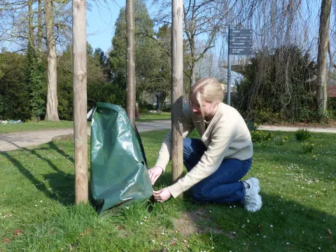 Eine Frau beim befestigen eines Baumbewässerungssackes an einem jungen Baum