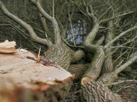 Gefällter Baum  