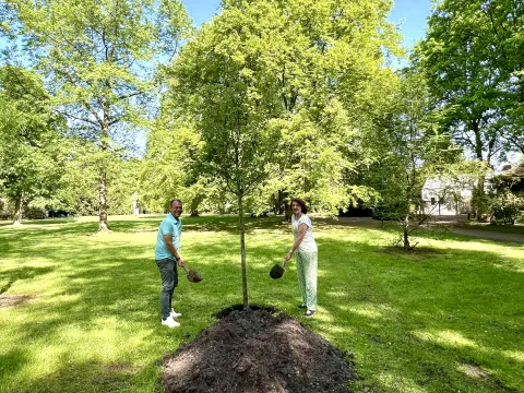 Pflanzung der Stadtbirne im Schlosspark