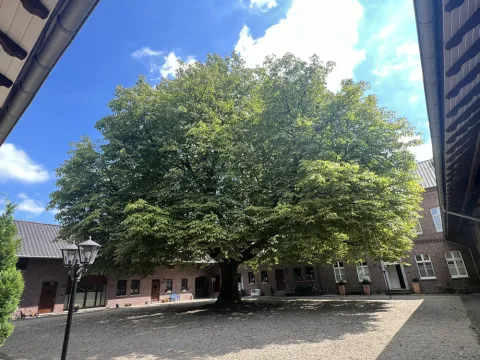 Blick in den Innenhof des Klapdorhofes mit gewaltiger Kastanie