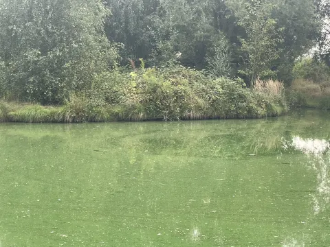 Blaualgensituation Wekelner See 09 2024