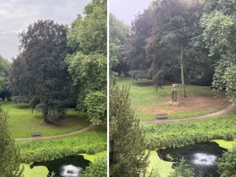 Vorher nachher Blutbuche Schlosspark 9 2024 